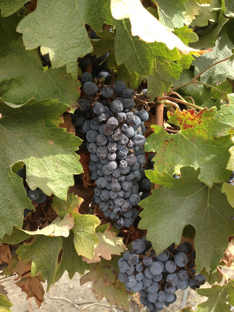 grape vineyard earth free photo