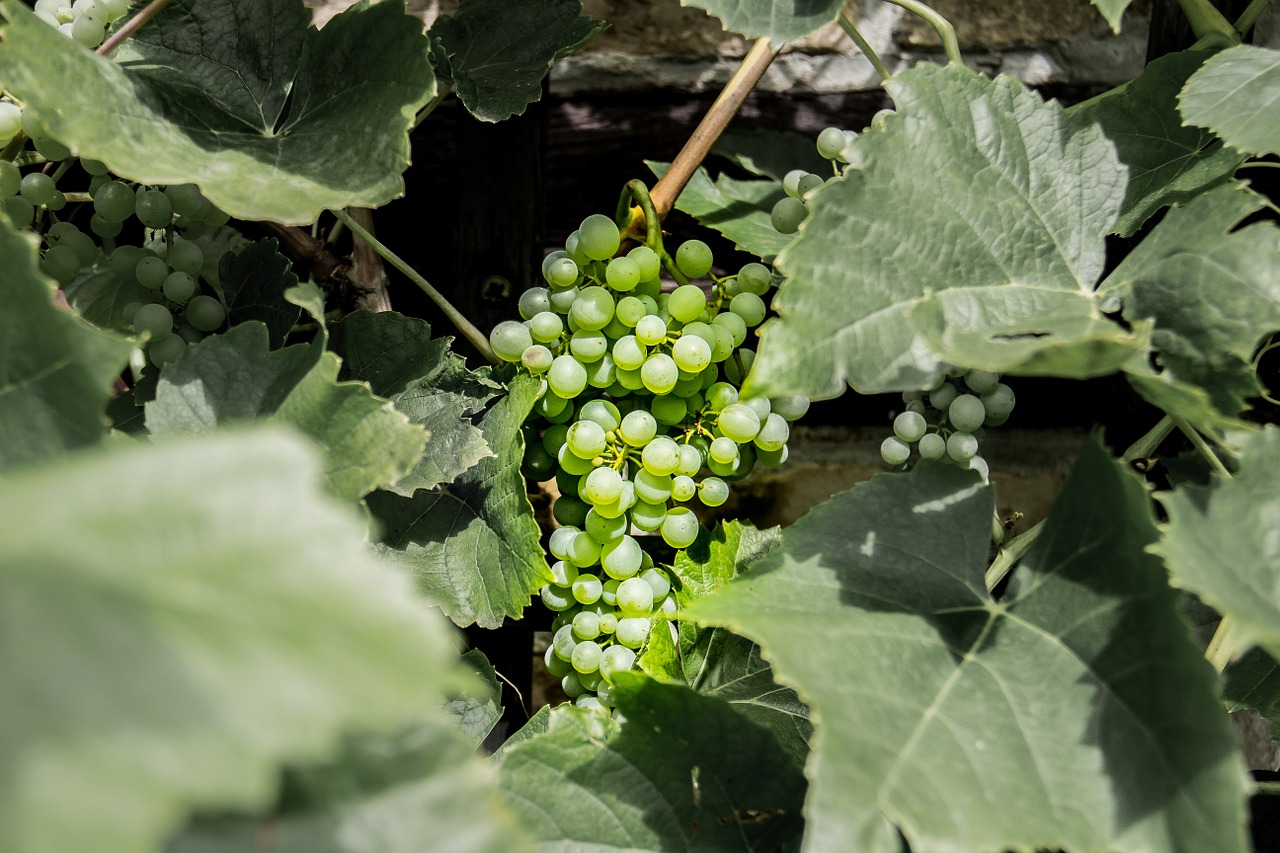 grape green fruit free photo