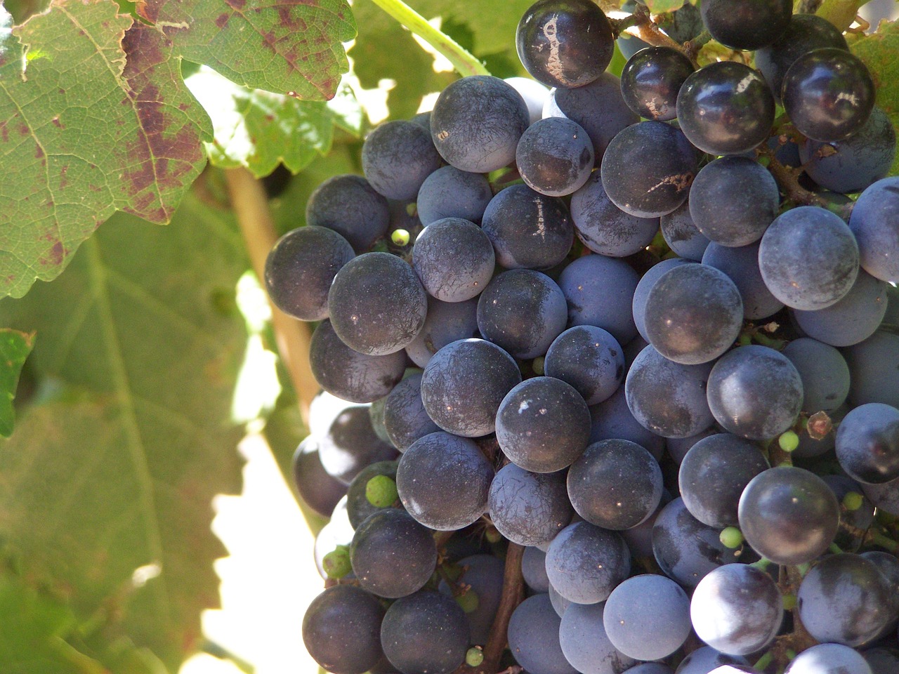 grape fruit food free photo