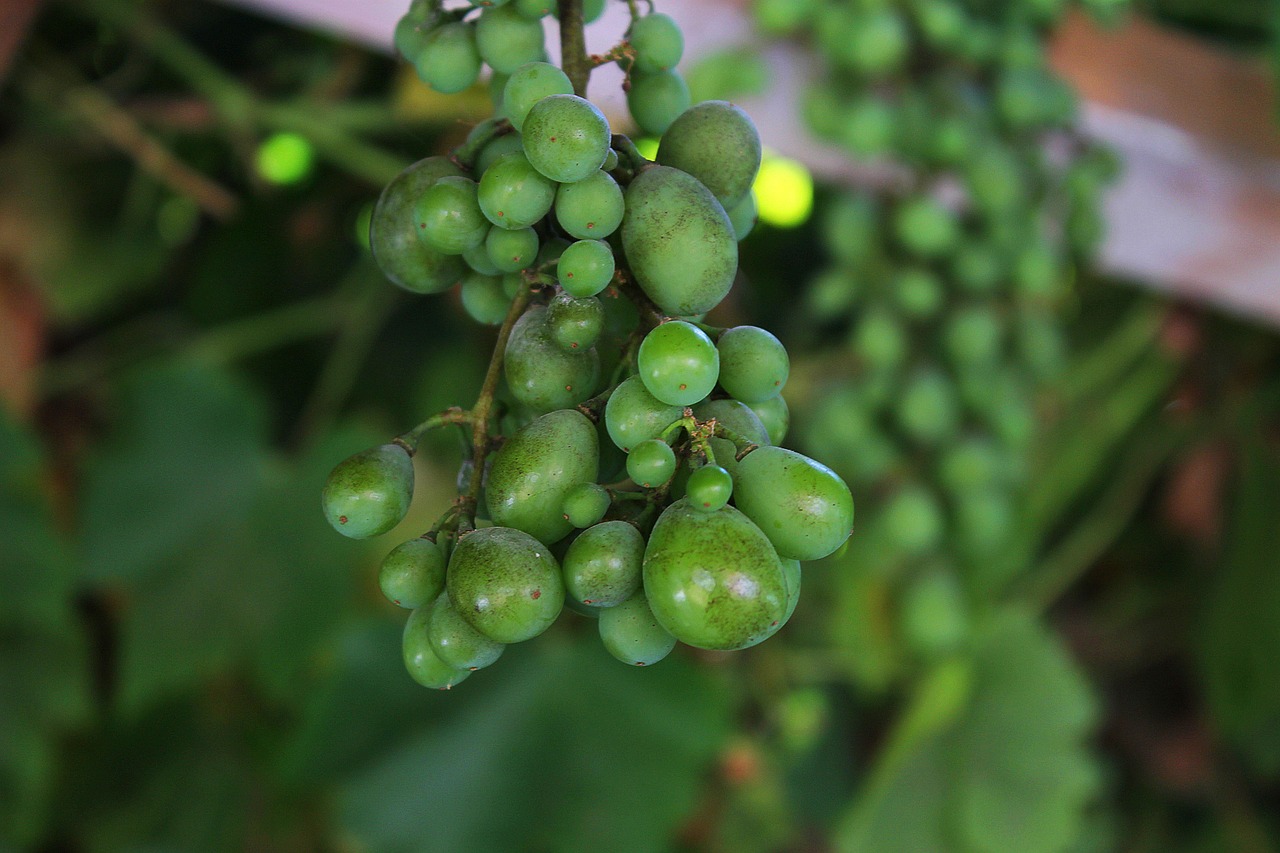 grape bunch of grapes cluster free photo
