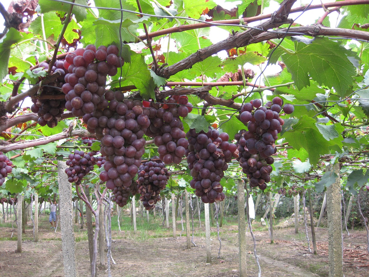 grape picking picnic free photo