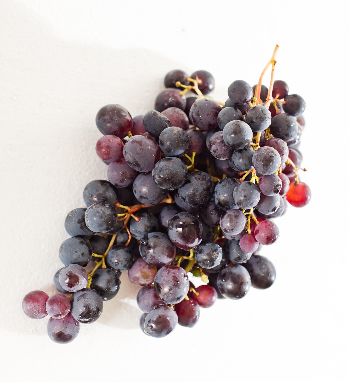 grape winegrowing vine free photo