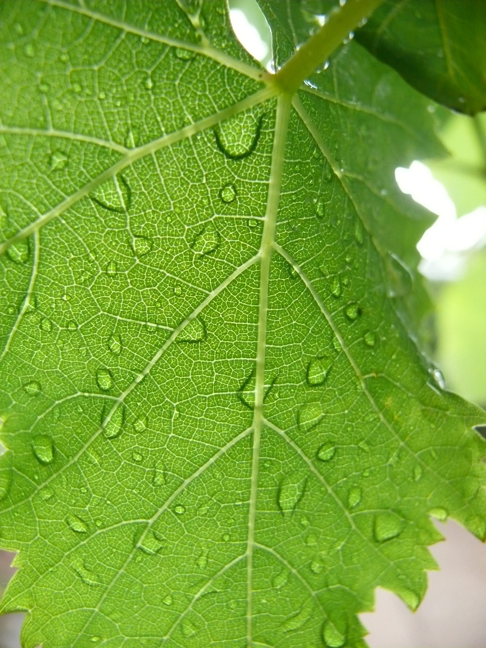 grape leaf dew free photo