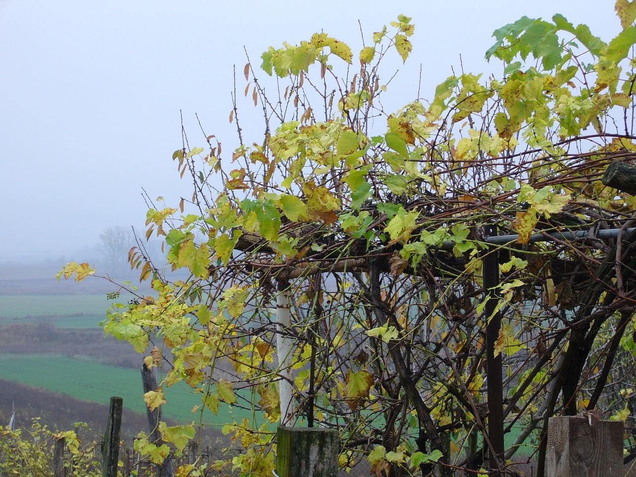 grape bower autumn free photo