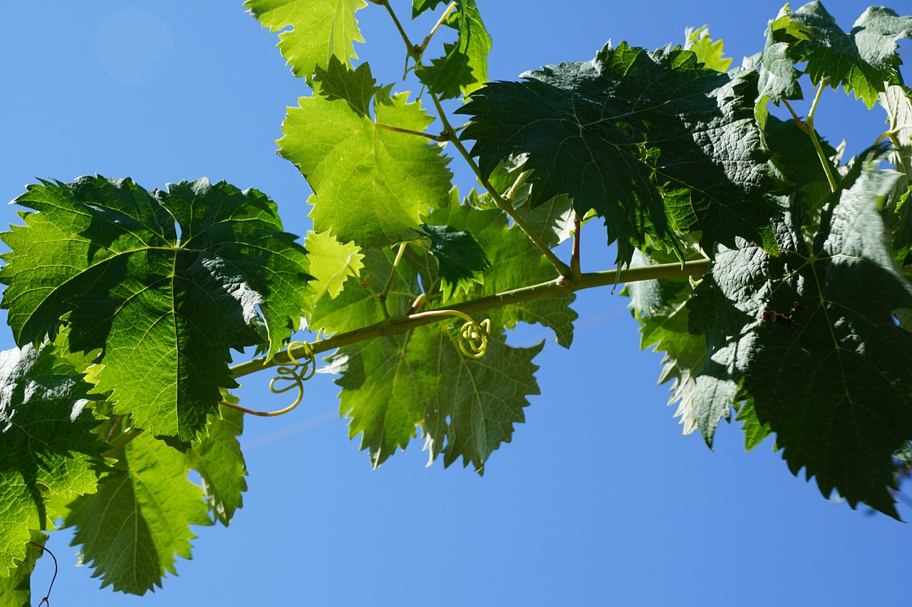 grape tree wine free photo