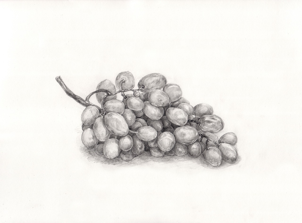 grape painting drawing free photo