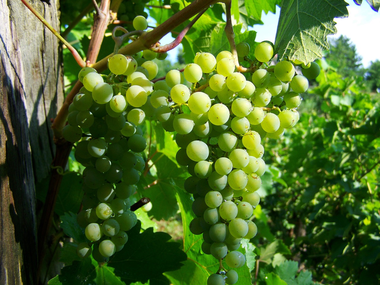 grape green fruit curls free photo