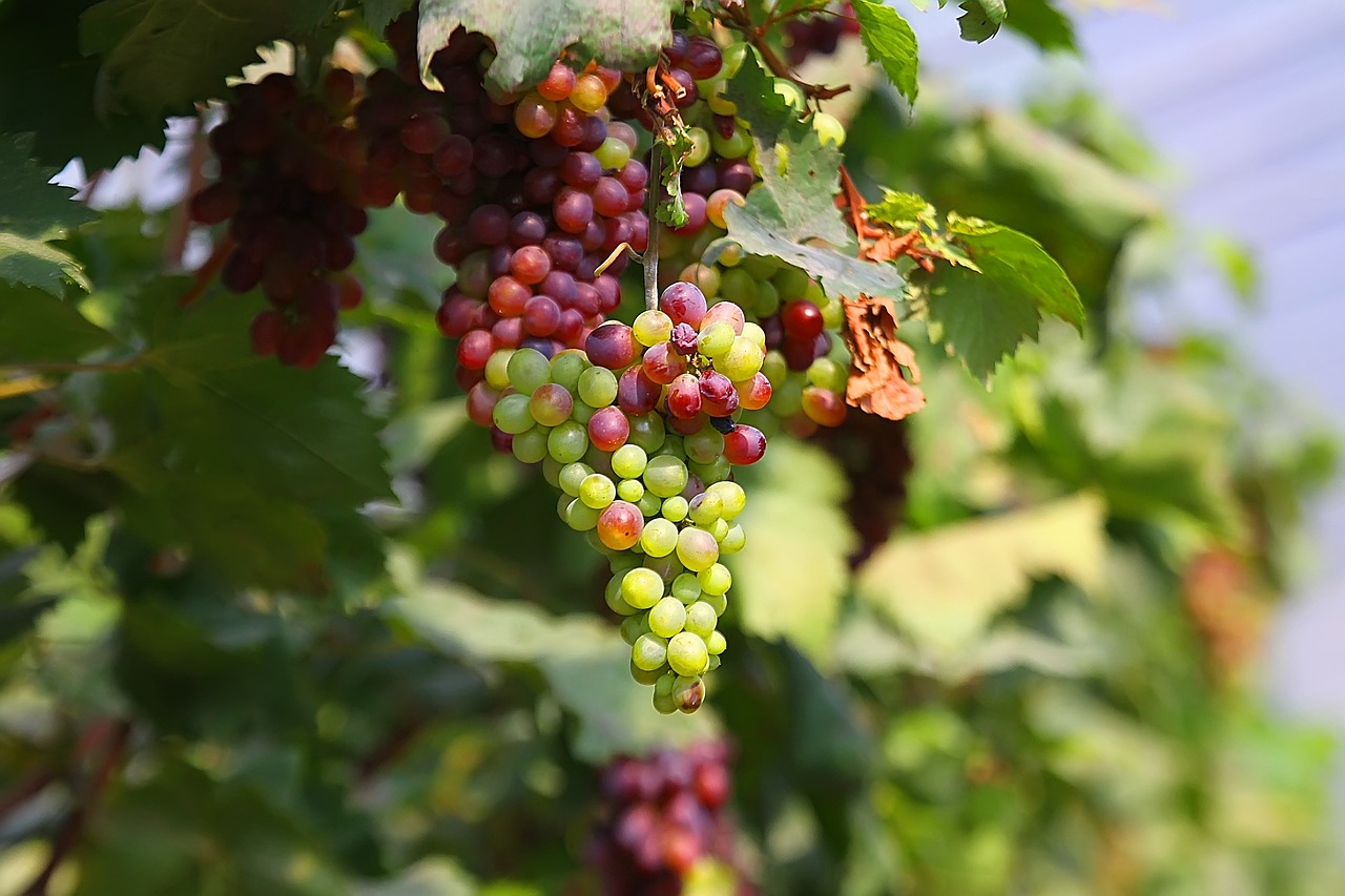 grape natural plant free photo