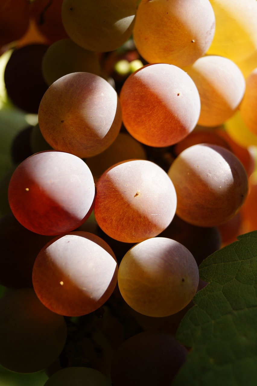 grape szőlőszem fruit free photo