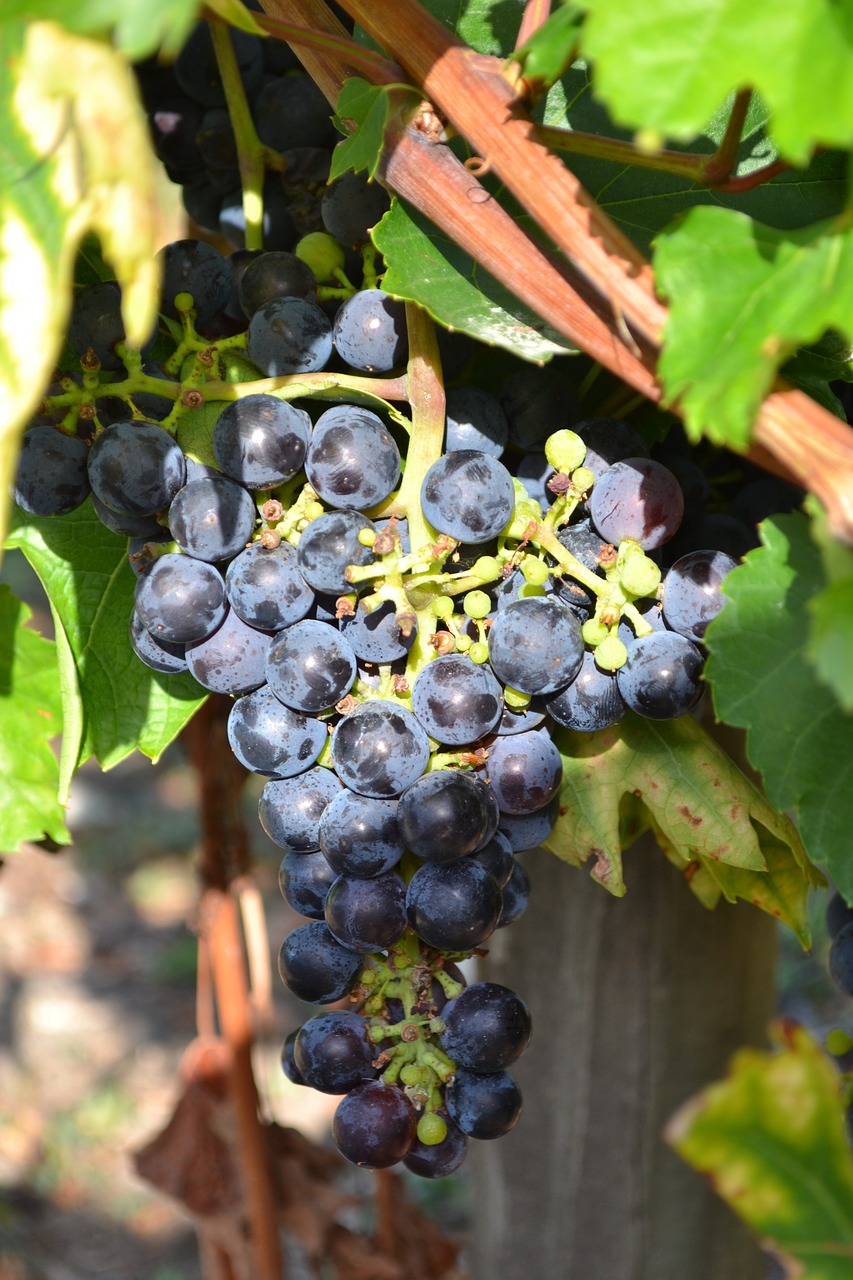 grape black grape vine free photo