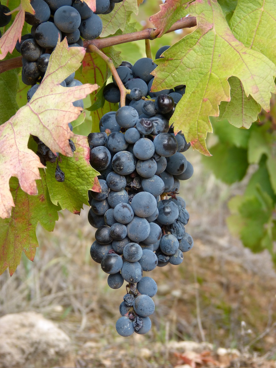 grape wine priorat free photo