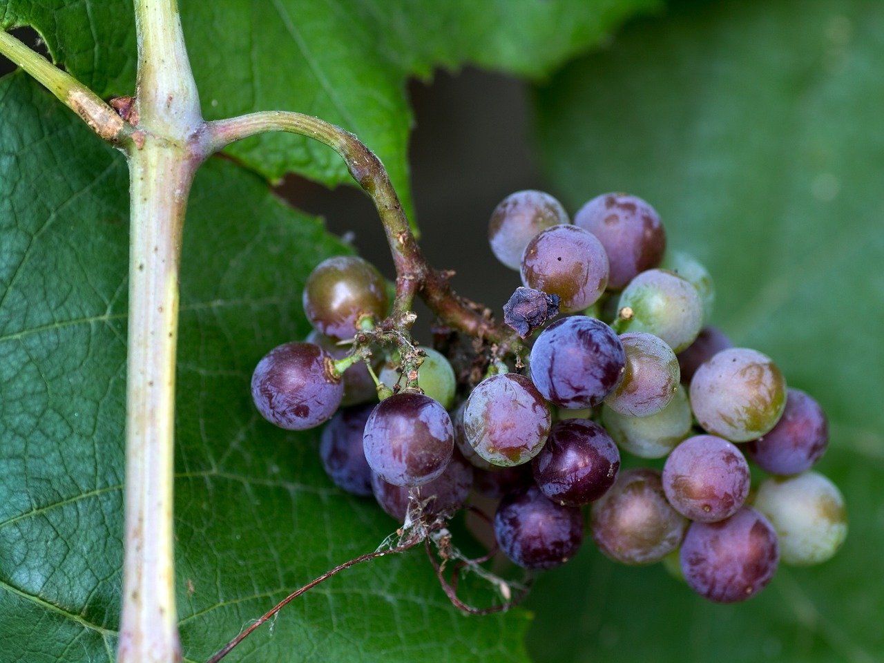 grape grapes fruits free photo