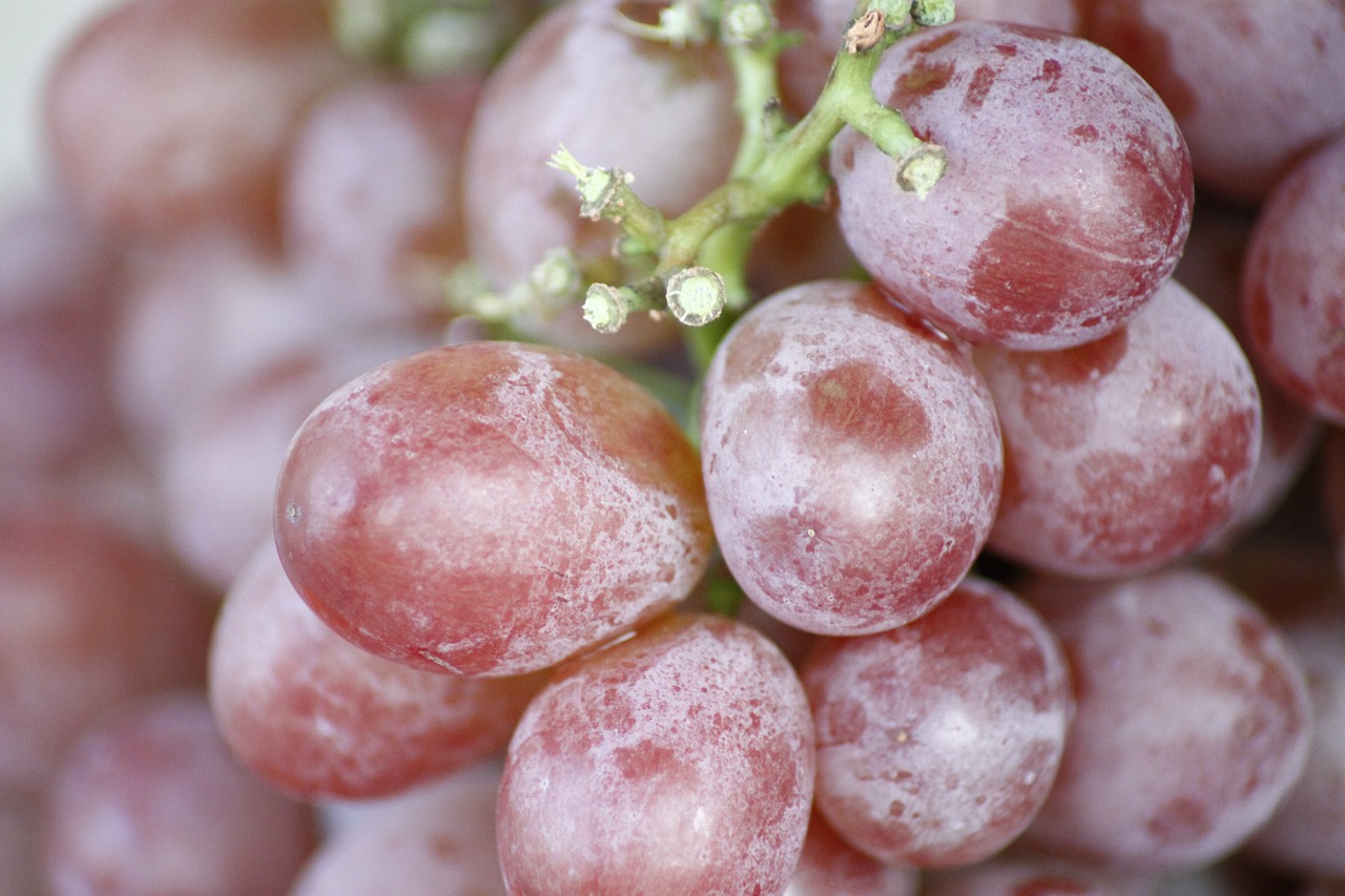 grape fruit macro free photo