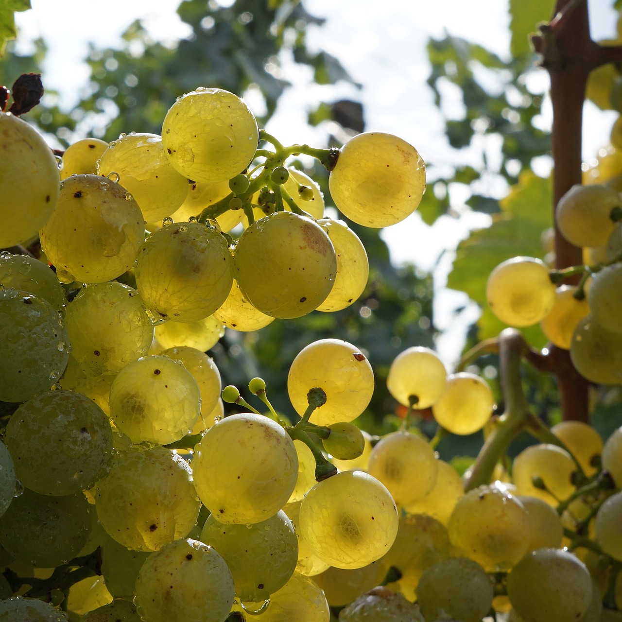 grape white grapes fruit free photo