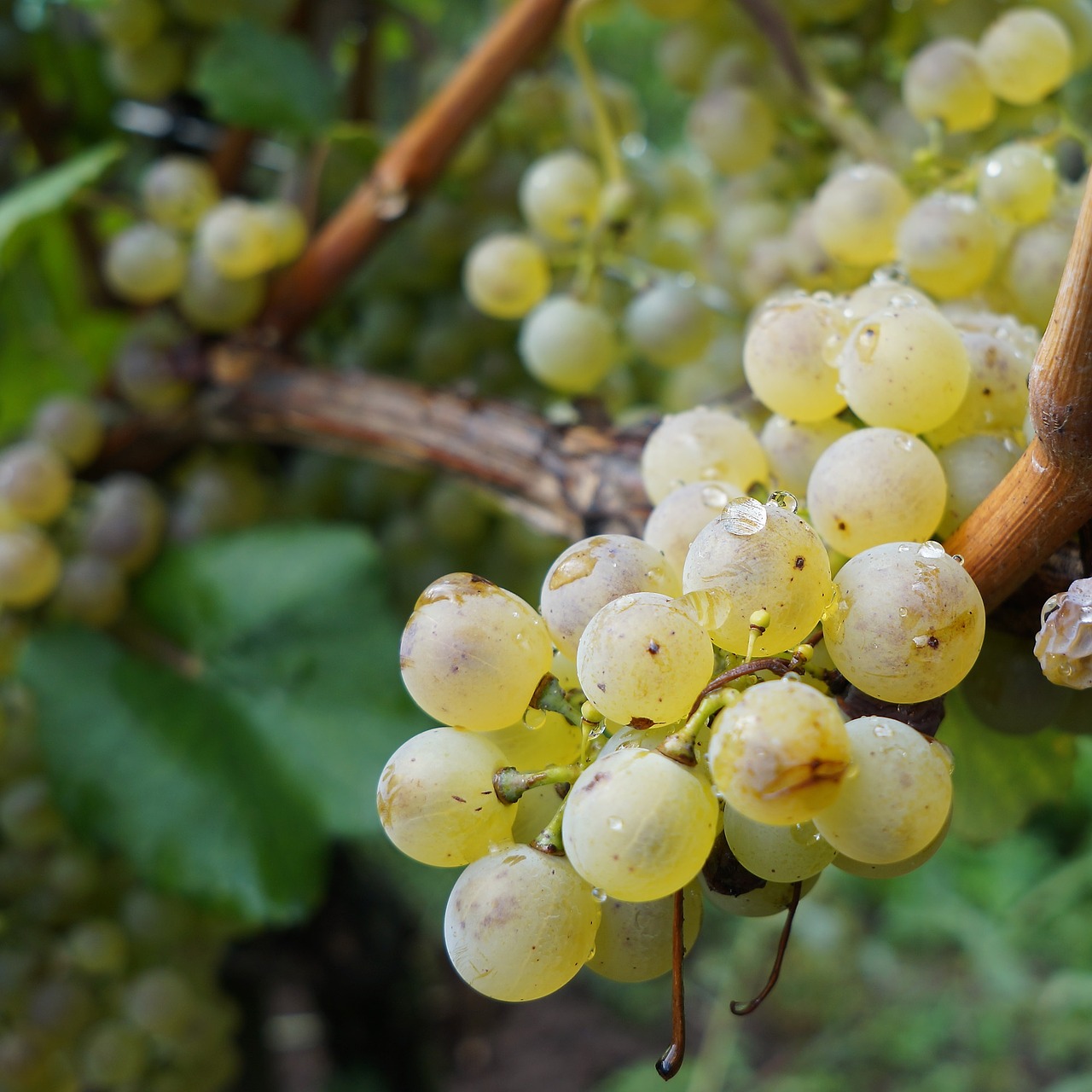 grape white grapes fruit free photo