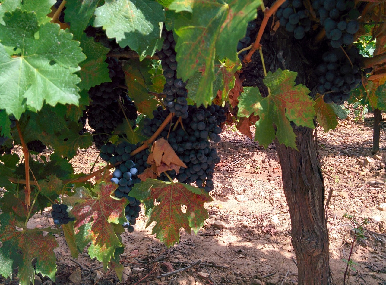grape vine wine free photo