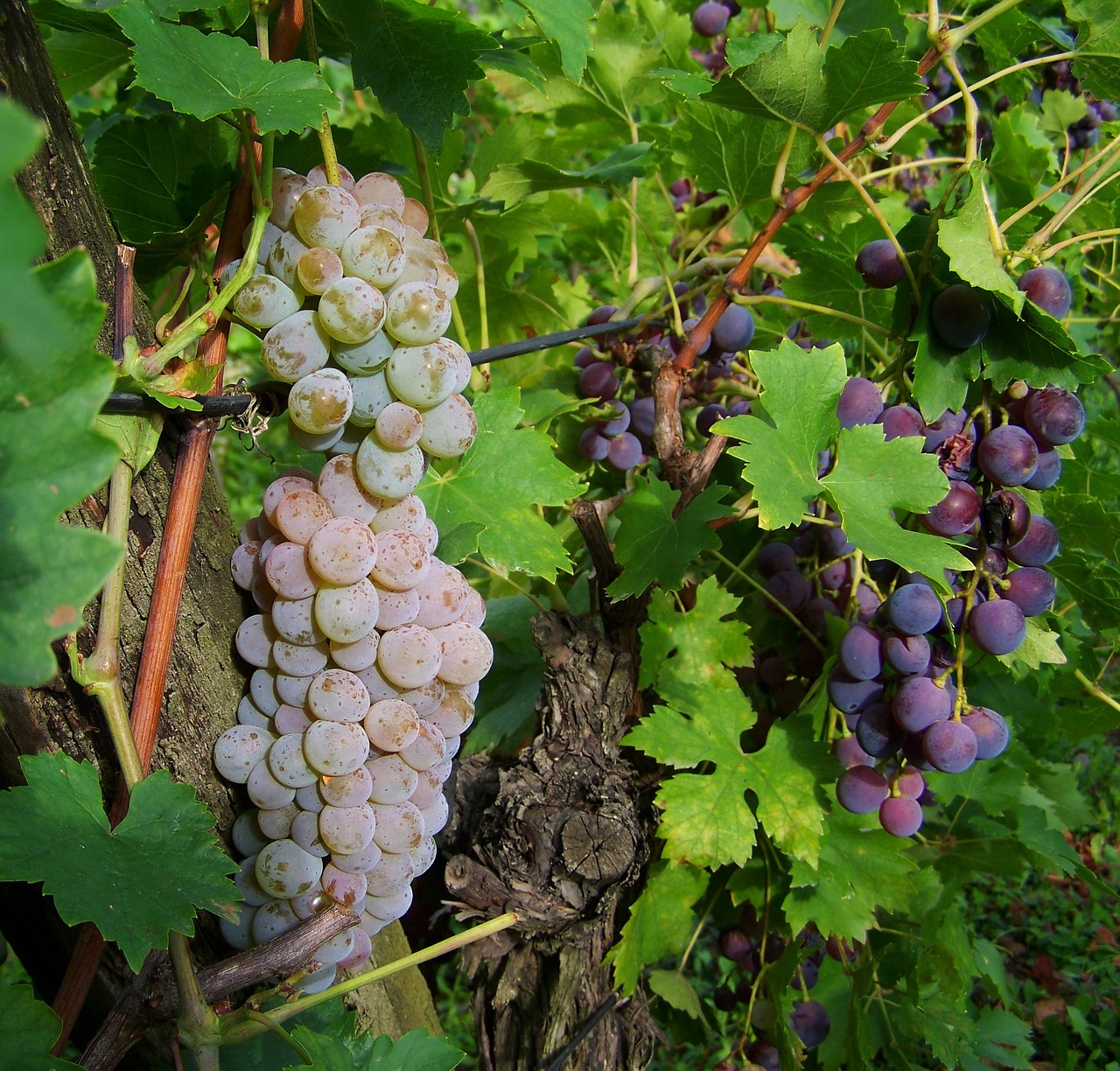 grape fruit white-blue grapes free photo