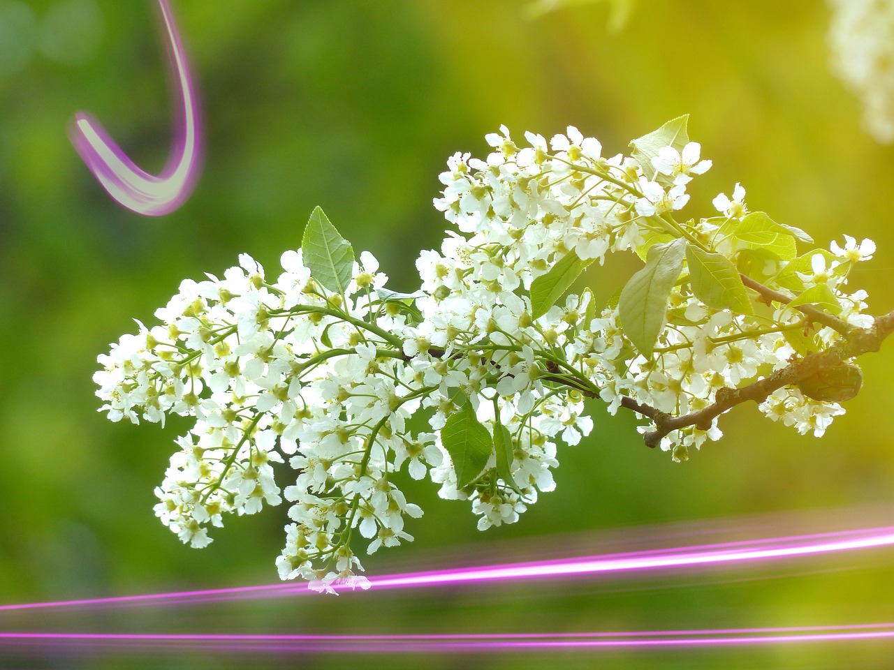 grape blossom tree blossom free photo