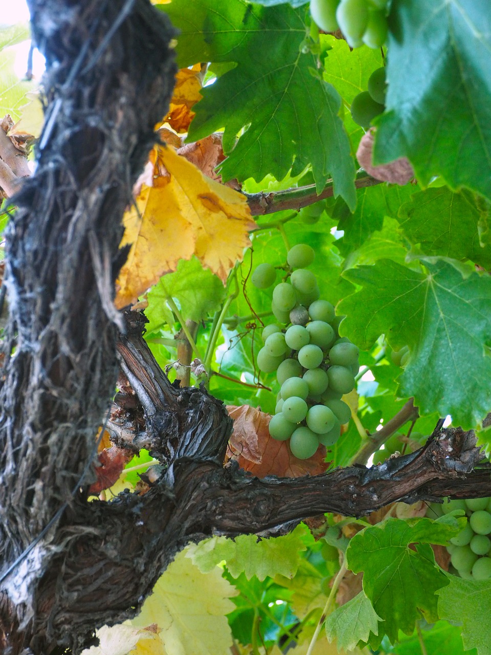 grape green vine vineyard free photo