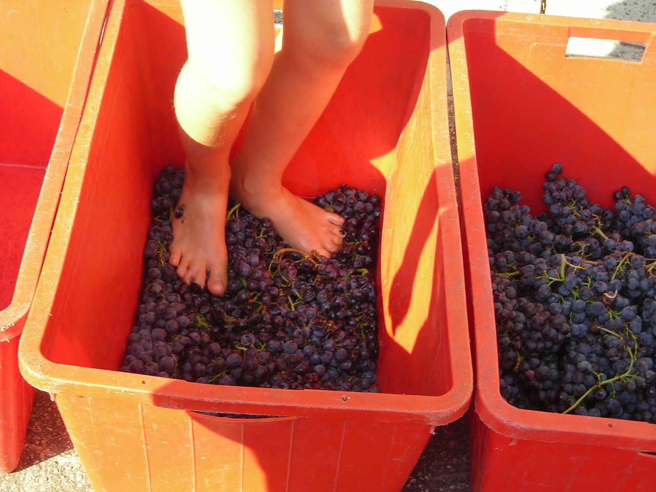 grape harvest feet verona free photo