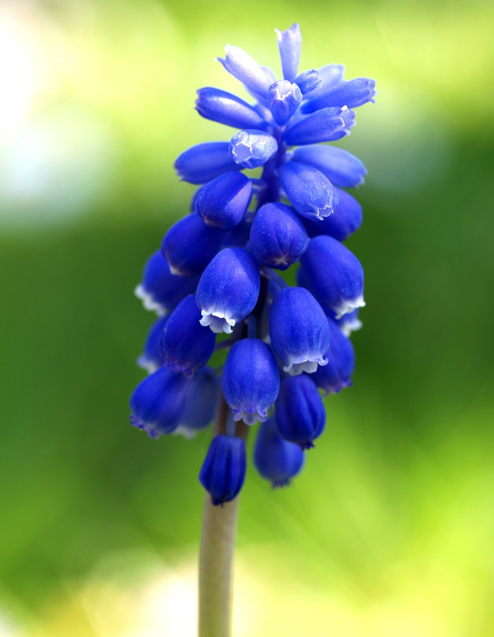 grape hyacinth muscari botryoides blue free photo
