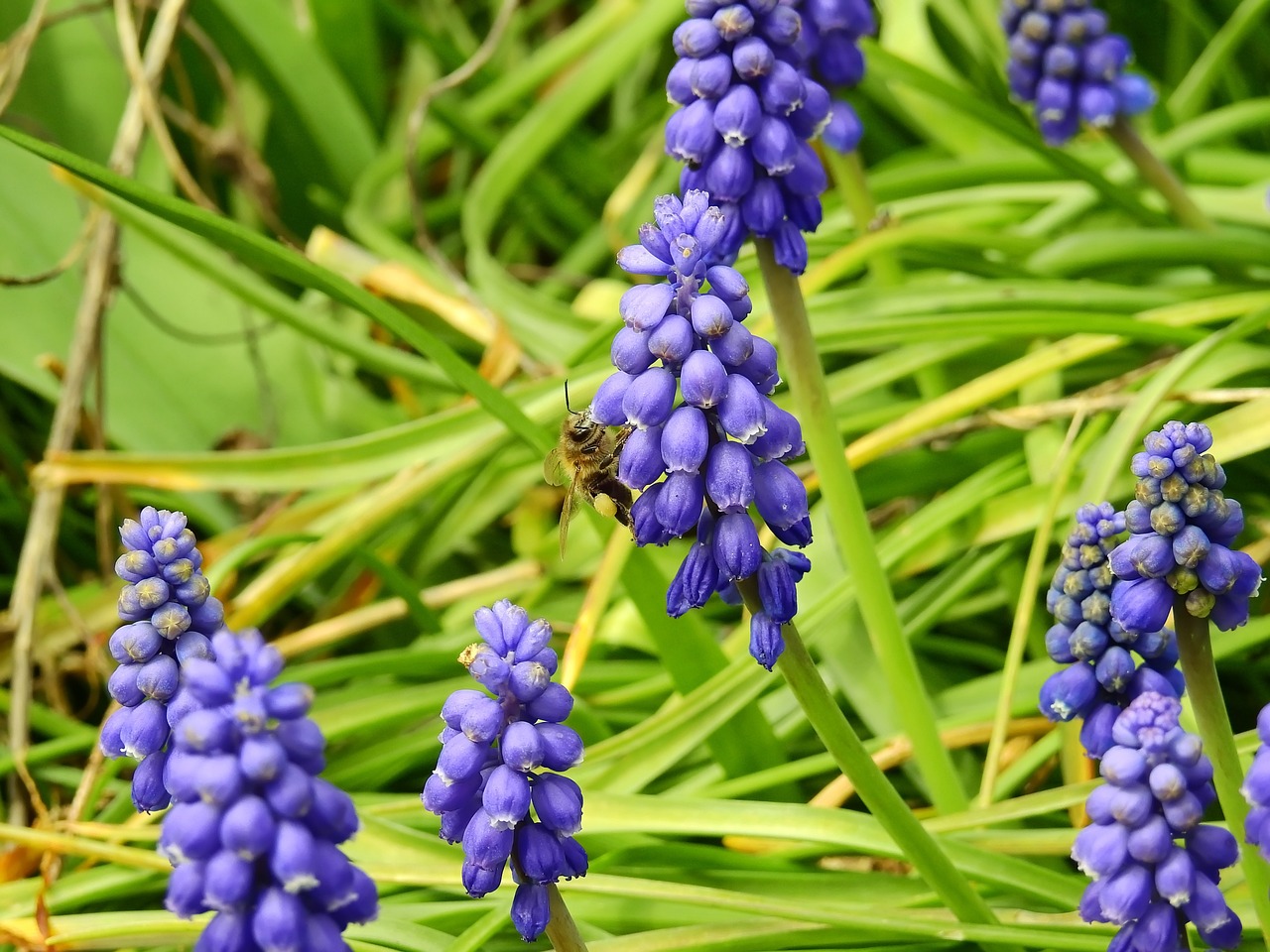 grape hyacinth hyacinth spring free photo