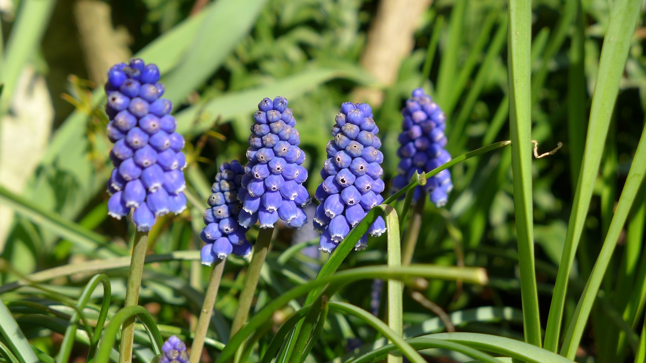 grape hyacinth onion flowers spring flowers free photo