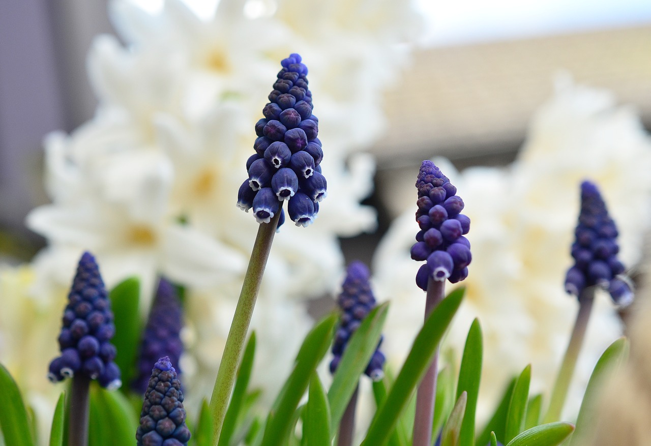 grape hyacinth hyacinth spring free photo