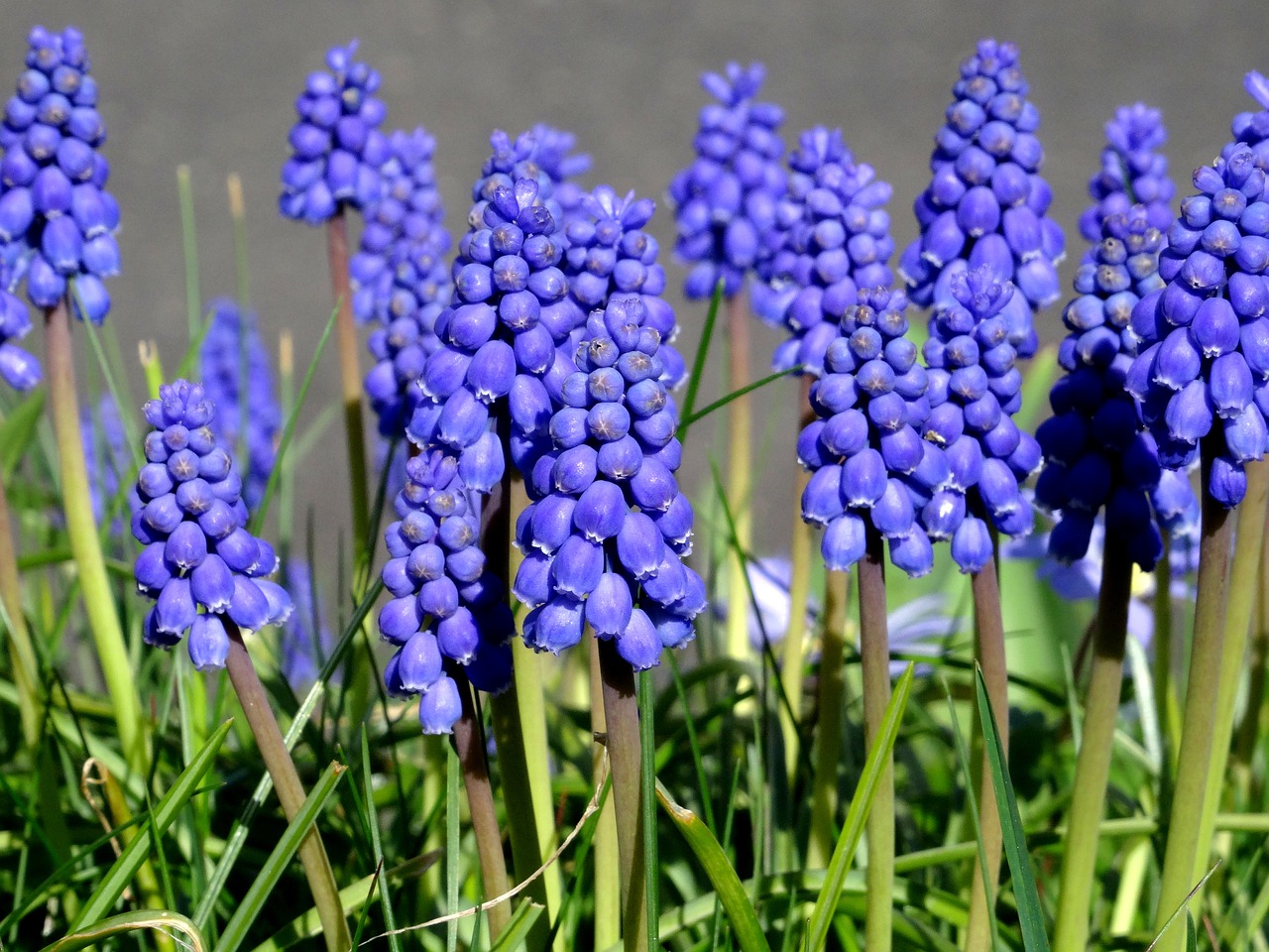 grape hyacinth hyacinth spring free photo