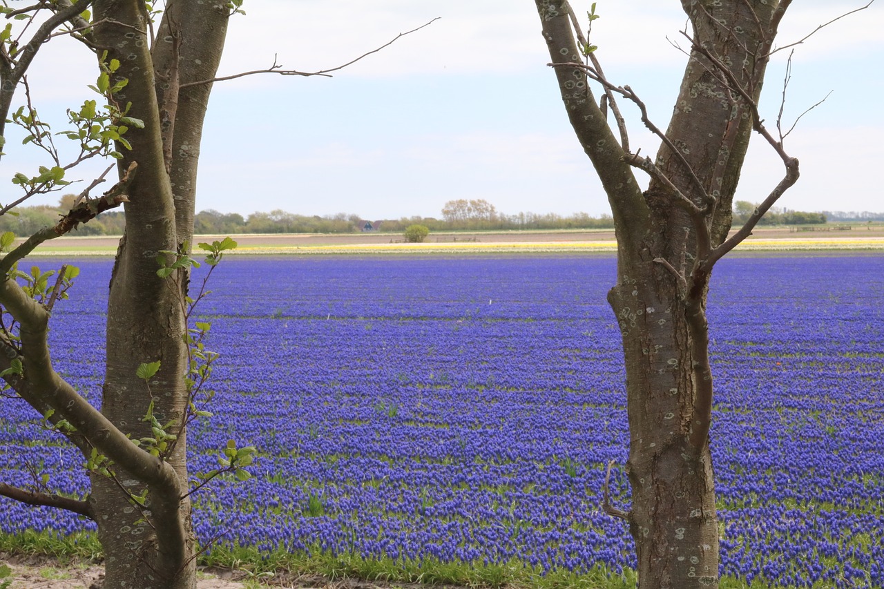 grape hyacinth blue field of flowers free photo