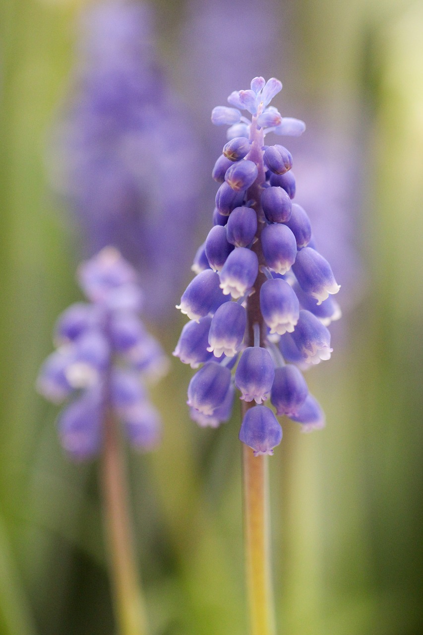 grape hyacinth blue nature free photo