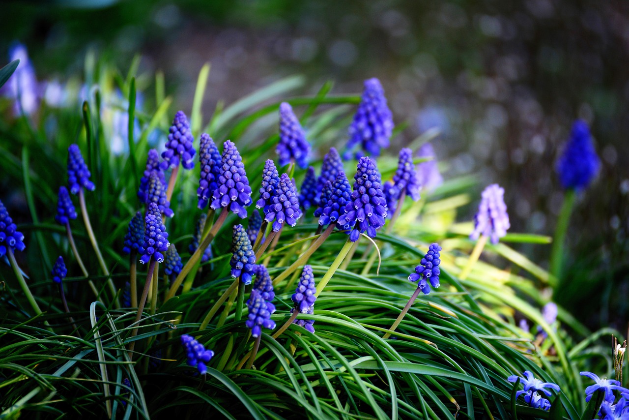 grape hyacinth  hyacinth  spring free photo