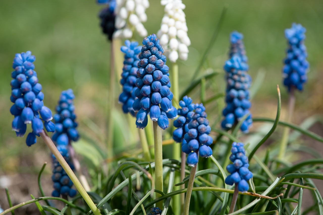 grape hyacinth  garden  blue free photo