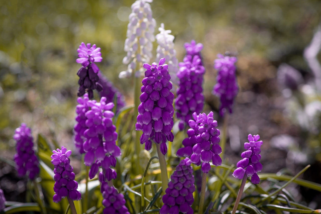 grape hyacinth  purple  white free photo