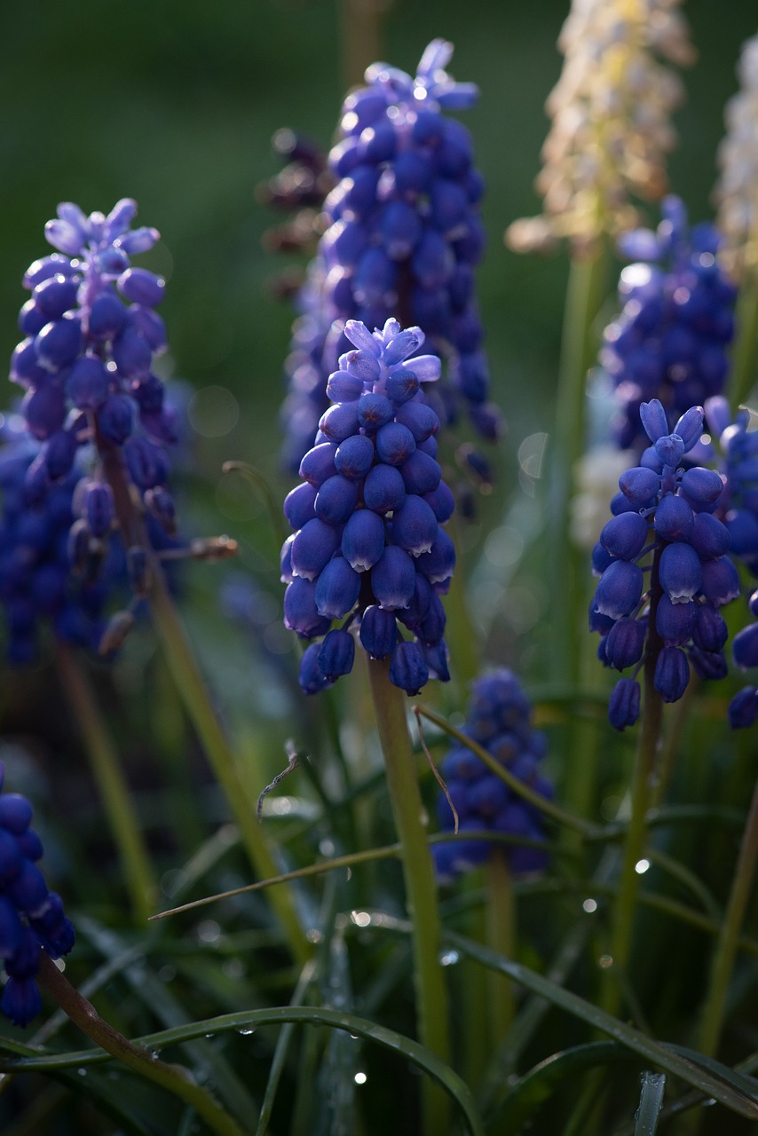 grape hyacinth  blue  flowers free photo