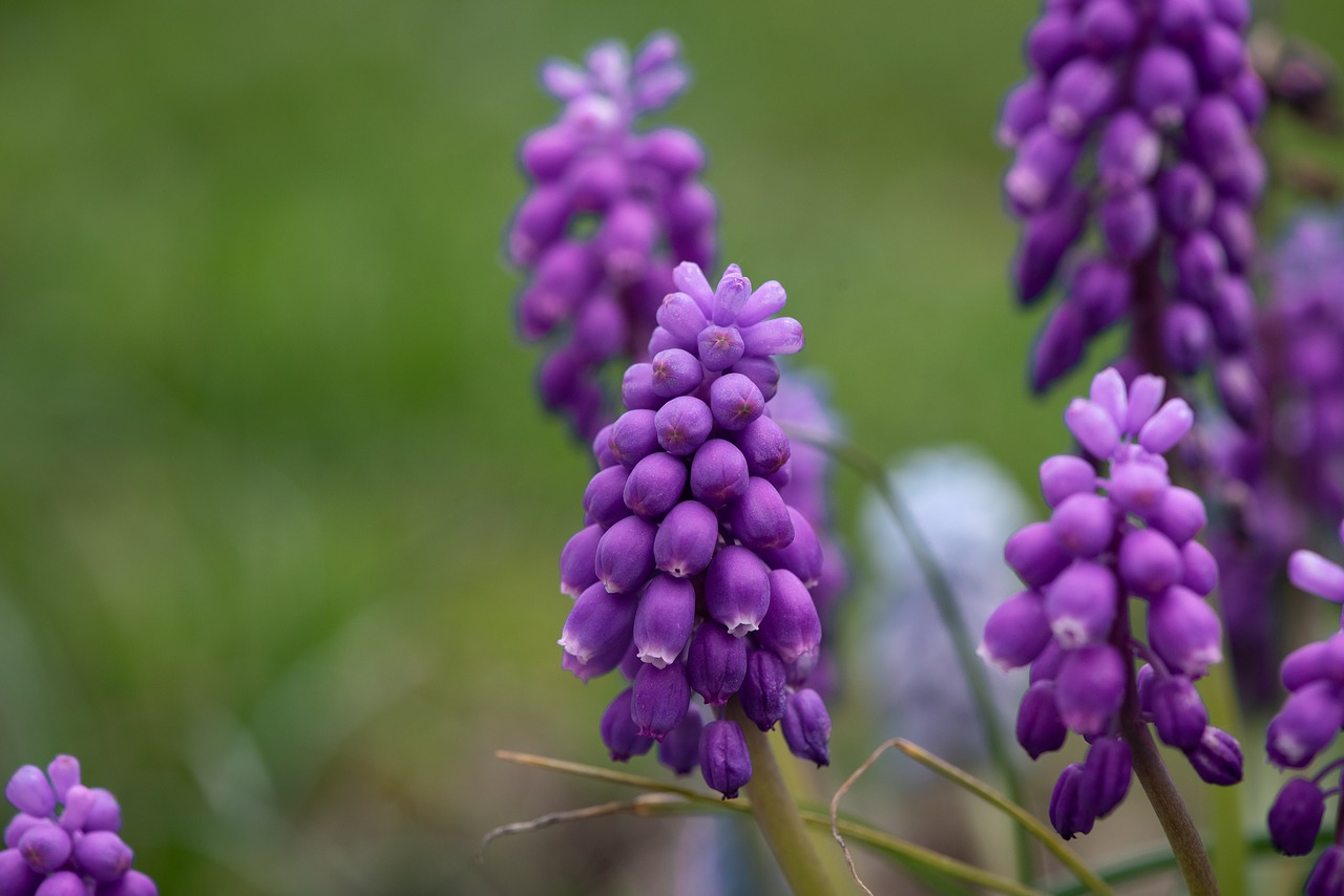 grape hyacinth  flowers  bloom free photo