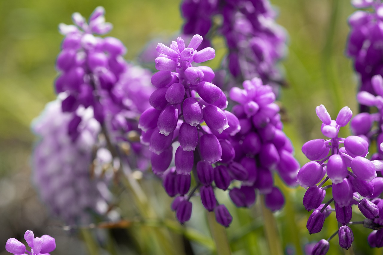 grape hyacinth  flowers  bloom free photo