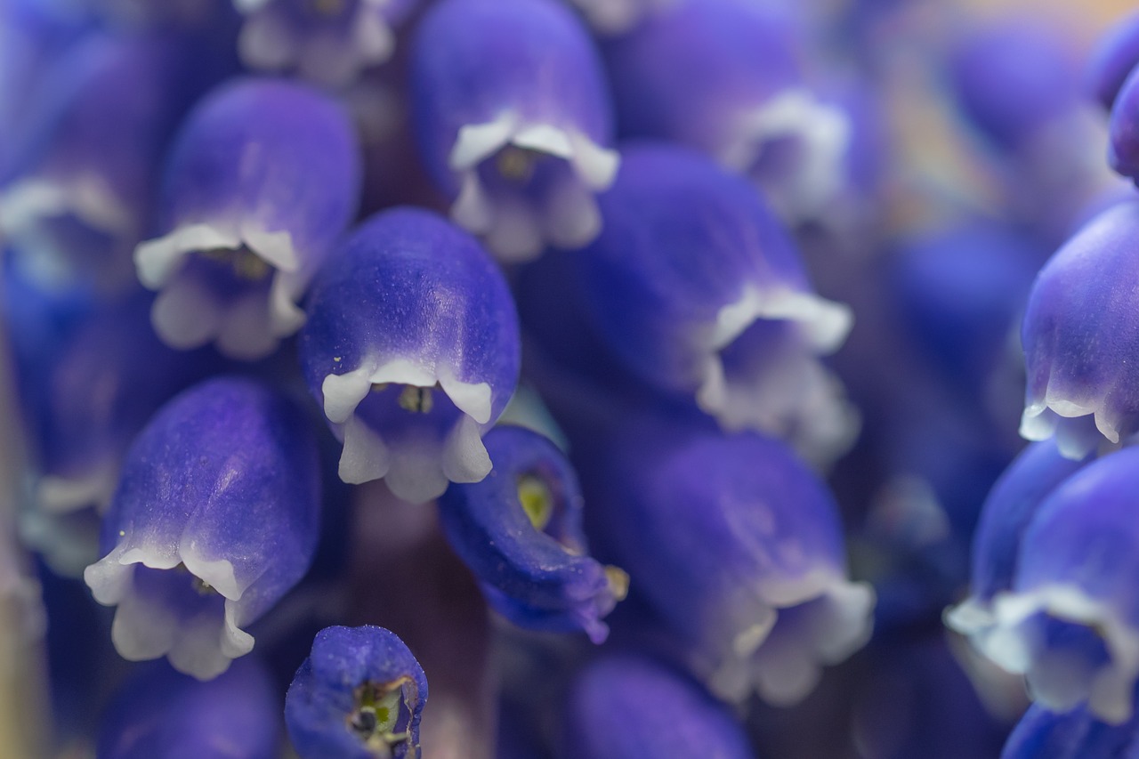 grape hyacinth muscari blossom free photo