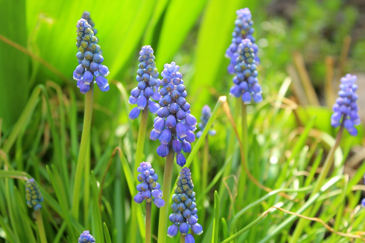 grape hyacinths  spring  nature free photo