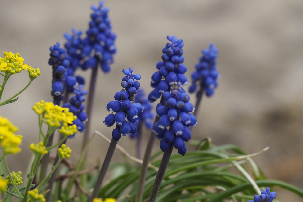 grape hyacinths  spring  garden free photo