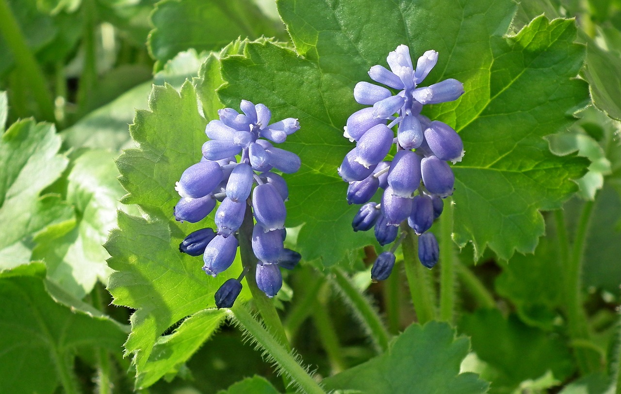 grape hyacinths  flowers  spring free photo