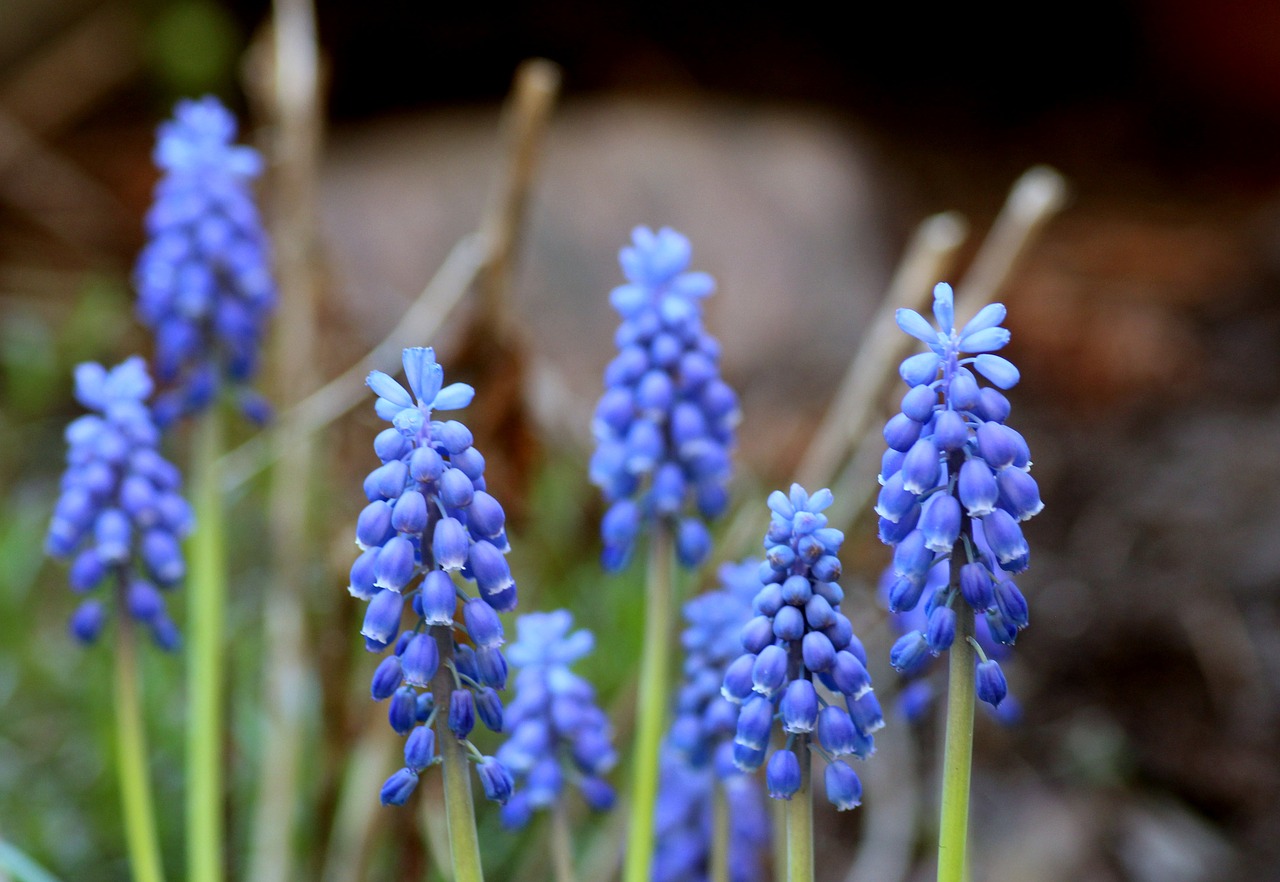 grape hyacinths  spring flowers  muscari free photo