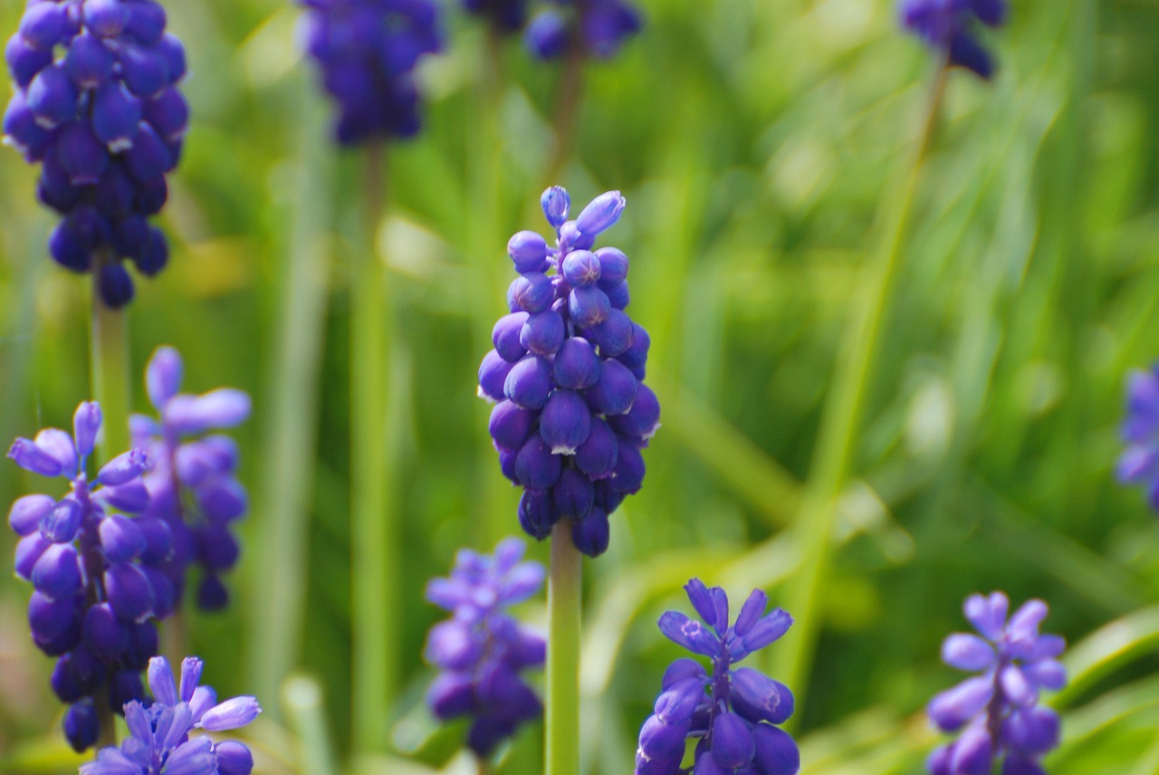 grape hyacinths  blue  flowers free photo