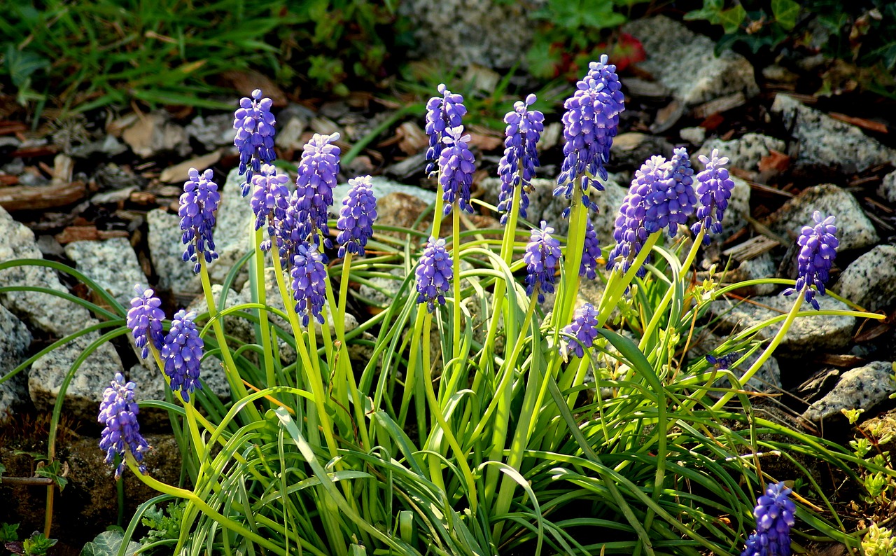 grape hyacinths  flowers  spring flowers free photo