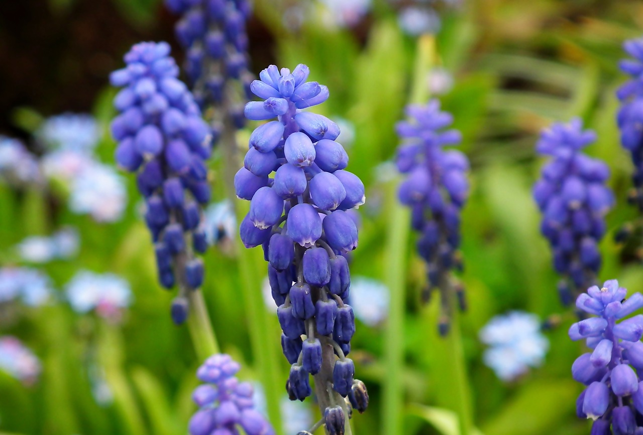 grape hyacinths  flowers  blue free photo