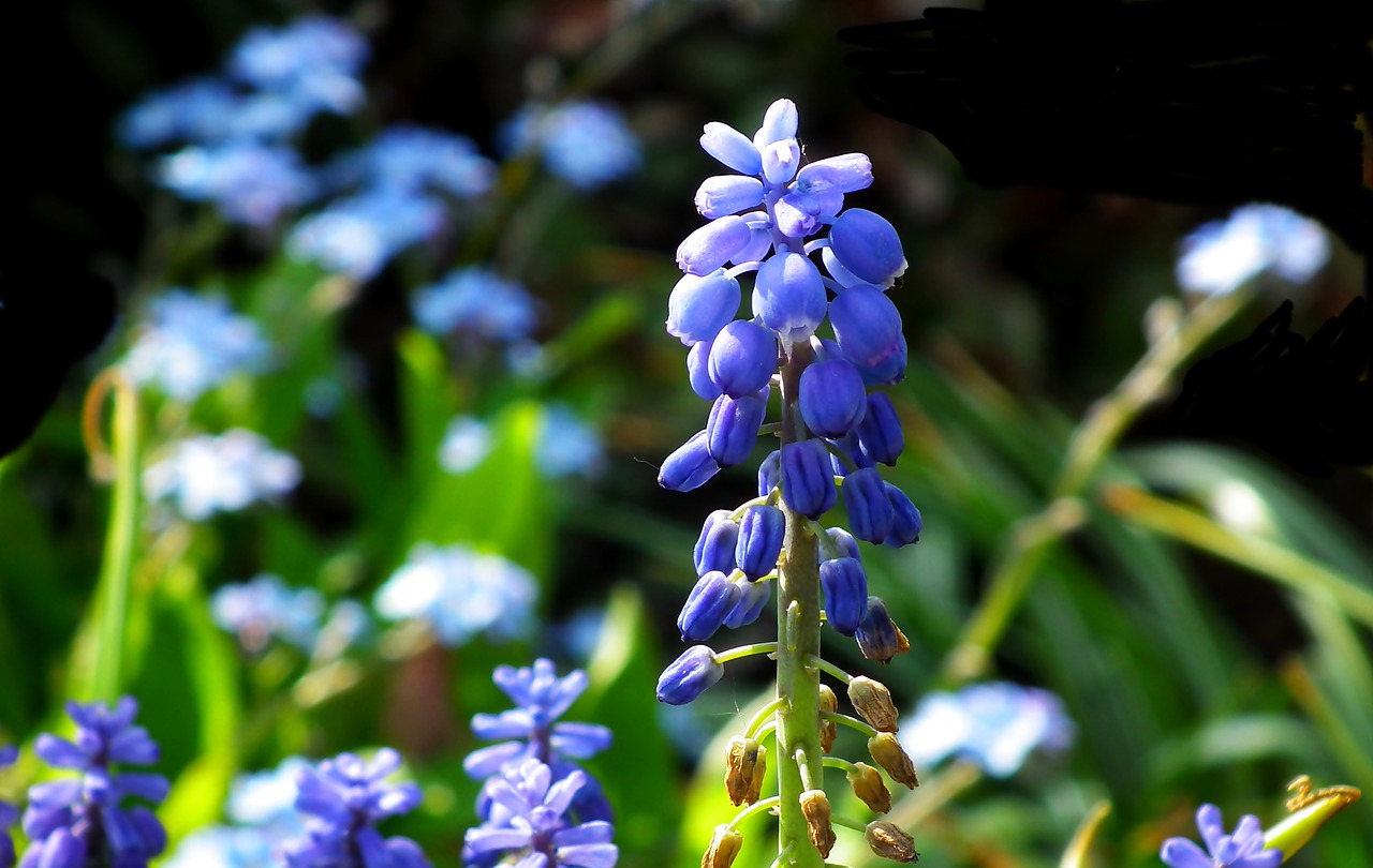 grape hyacinths  blue  flowers free photo
