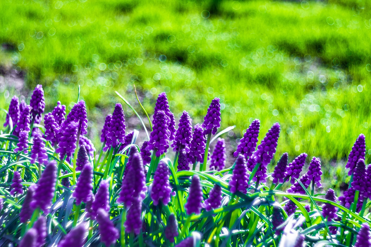 grape hyacinths  flowers  spring free photo