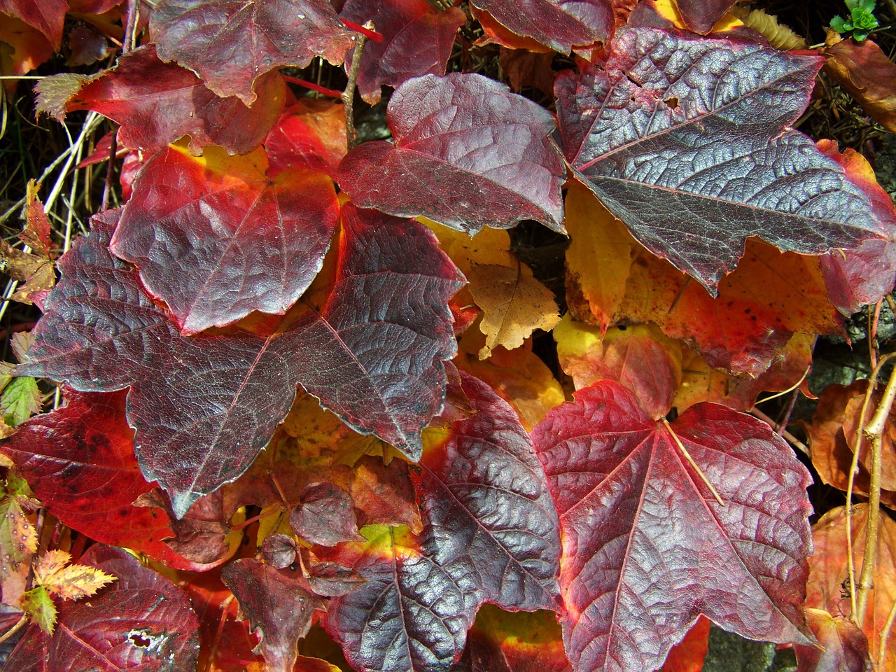 grape leaves autumn colors nature free photo