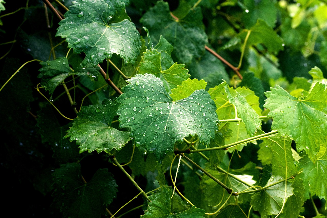 grape leaves leaves vine free photo