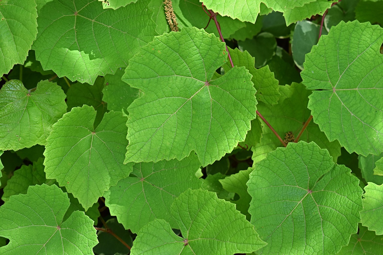 grape leaves foliage plant